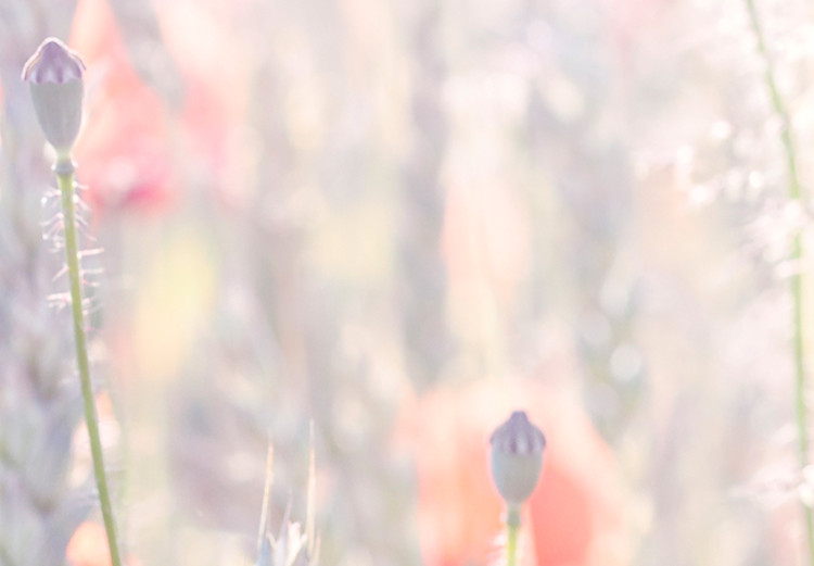 Cuadro decorativo Colores de primavera (1 parte) - amapolas en un campo lleno de flores 116385 additionalImage 5