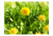Fotomural decorativo Alfombra amarilla de flores 60485 additionalThumb 1