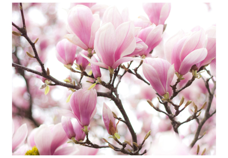 Fotomural a medida Ramo de magnolia floreciente 60416 additionalImage 1