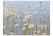 Fotomural Margaritas - paisaje de prado con enfoque a flores y cielo azul 60466 additionalThumb 1
