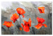 Cuadro moderno Poppies (Watercolour) 97976