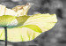 Cuadro Amapolas amarillas - foto de 5 partes con flores amarillas en el prado 123058 additionalThumb 5
