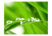 Fotomural Gotas de agua sobre una hoja de hierba  59909 additionalThumb 1