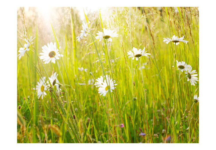 Fotomural Campo de margaritas - paisaje soleado de prado veraniego con flores 60469 additionalImage 1